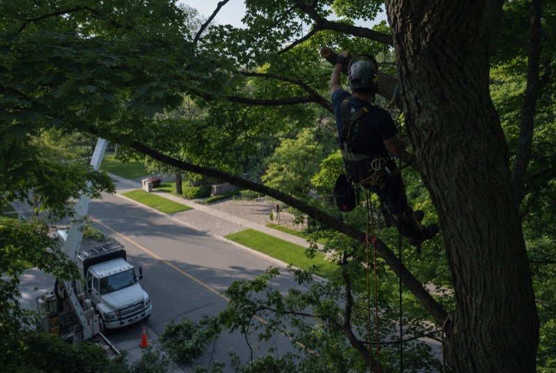 An arborist in a harness and helmet trimming a tall maple above a quiet residential street